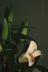 1317551