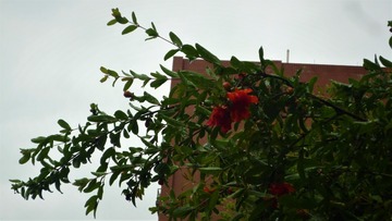 P1060829