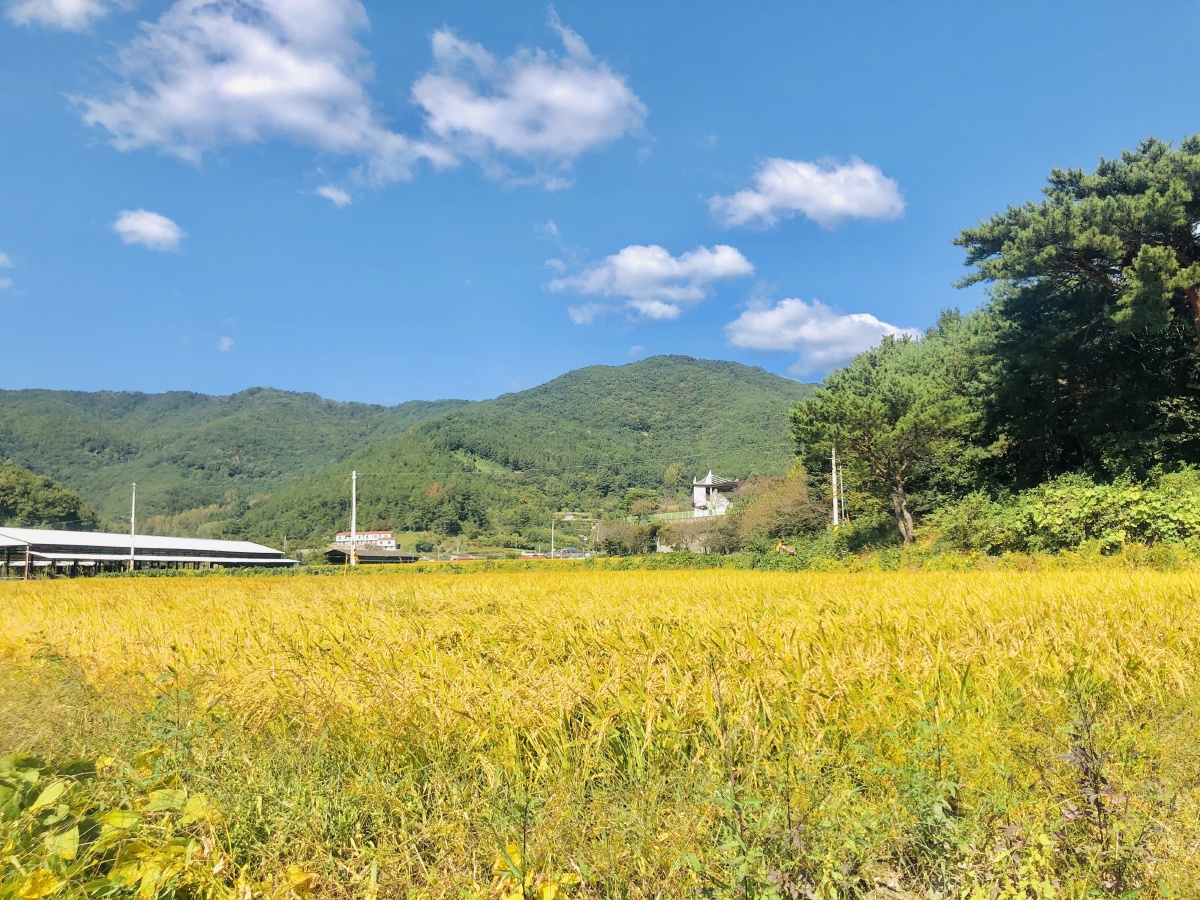 深秋的蓝天白云下金色的稻田