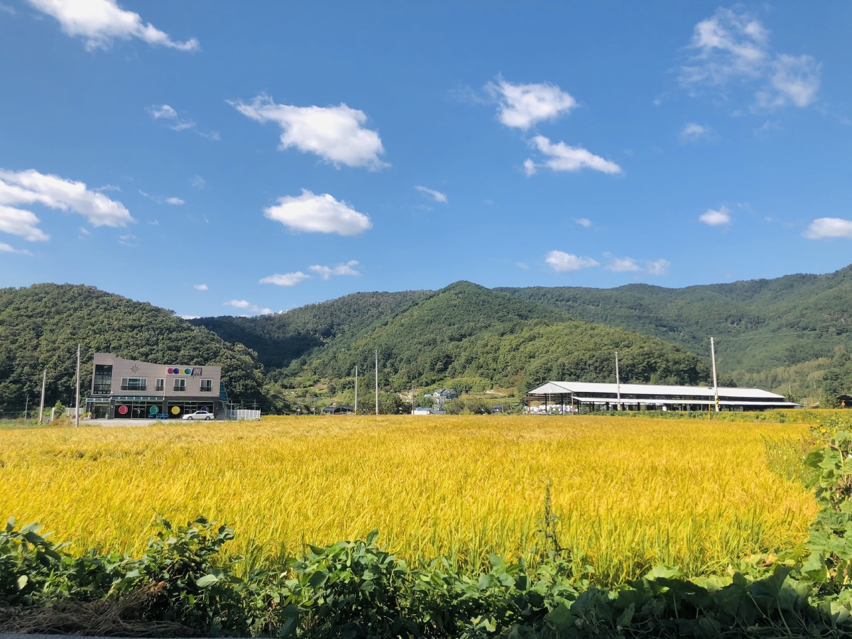 深秋的蓝天白云下金色的稻田