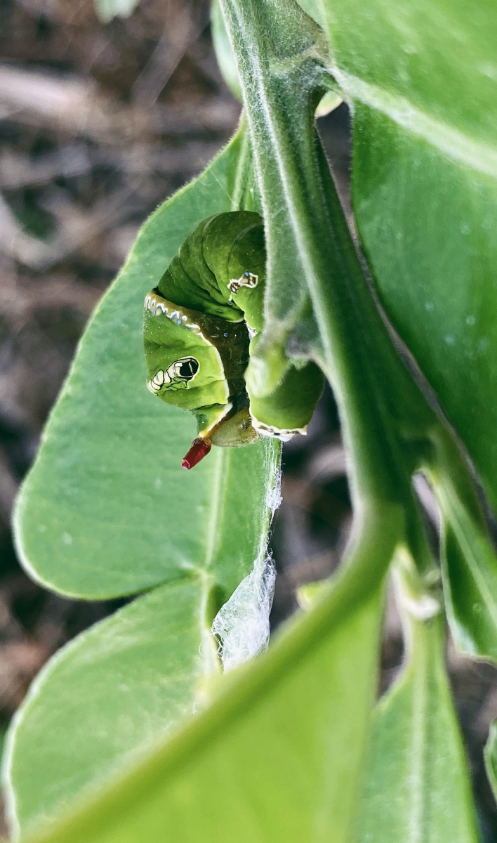 凤蝶毛虫拍摄地点泉州台投乡村摄于2020114凤蝶毛虫是蝴蝶或者蛾子