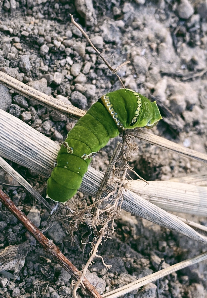 凤蝶毛虫拍摄地点泉州台投乡村摄于2020114凤蝶毛虫是蝴蝶或者蛾子