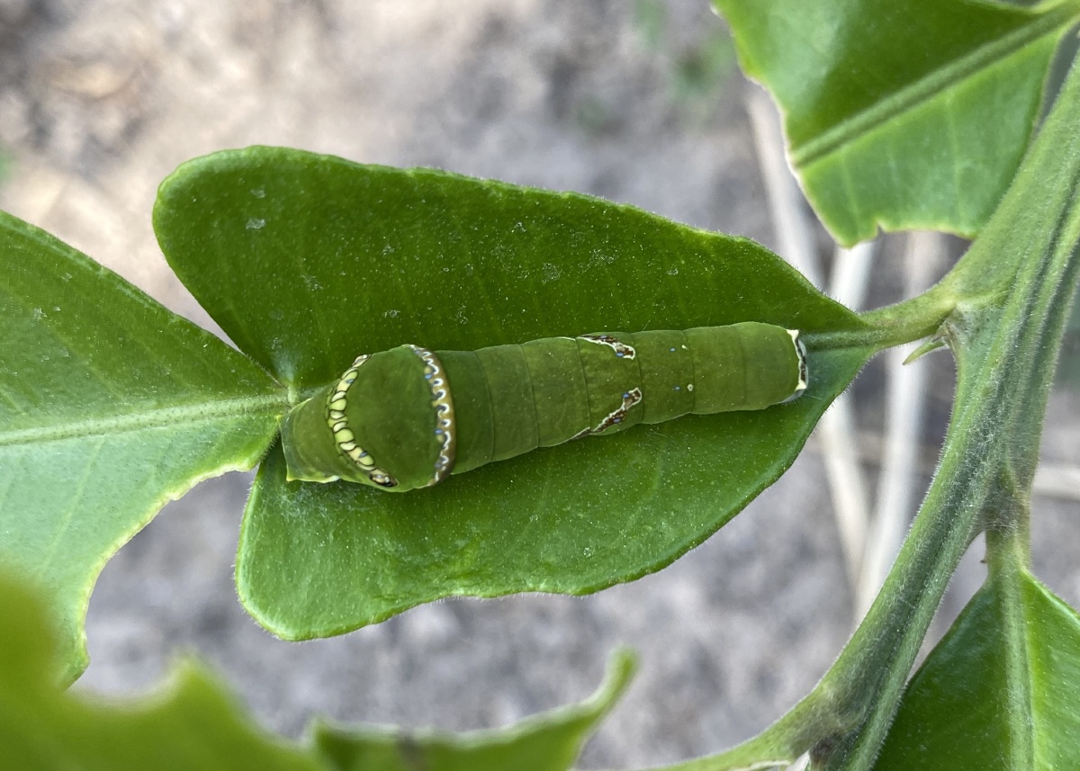 凤蝶毛虫拍摄地点泉州台投乡村摄于2020114凤蝶毛虫是蝴蝶或者蛾子