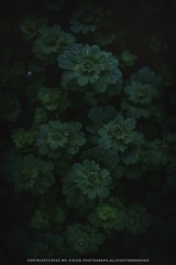 5945746