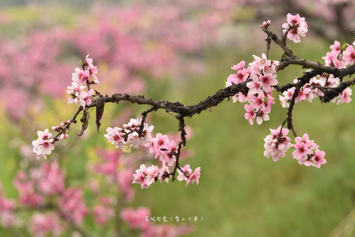 雅安桃花山随影