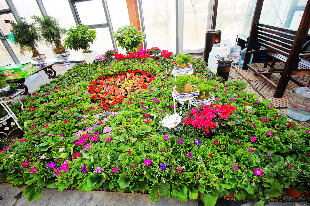 山东龙口北马镇和源花卉基地