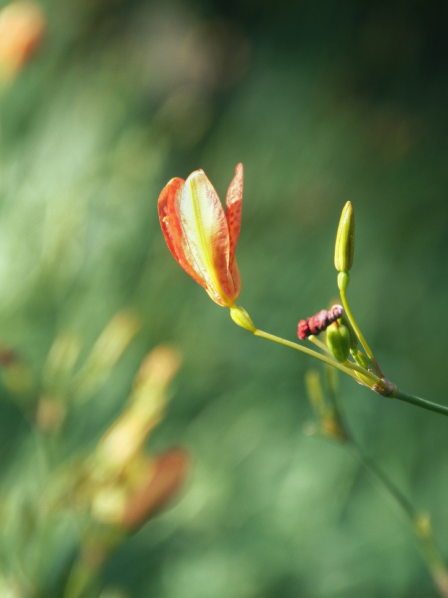草姜射干乌扇不起眼的美
