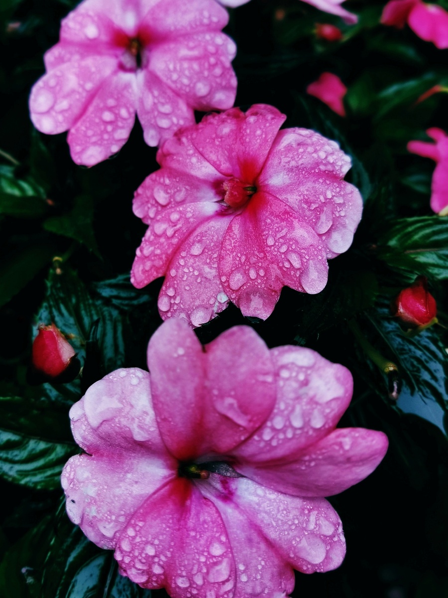 凤仙花有的艳丽有的淡雅