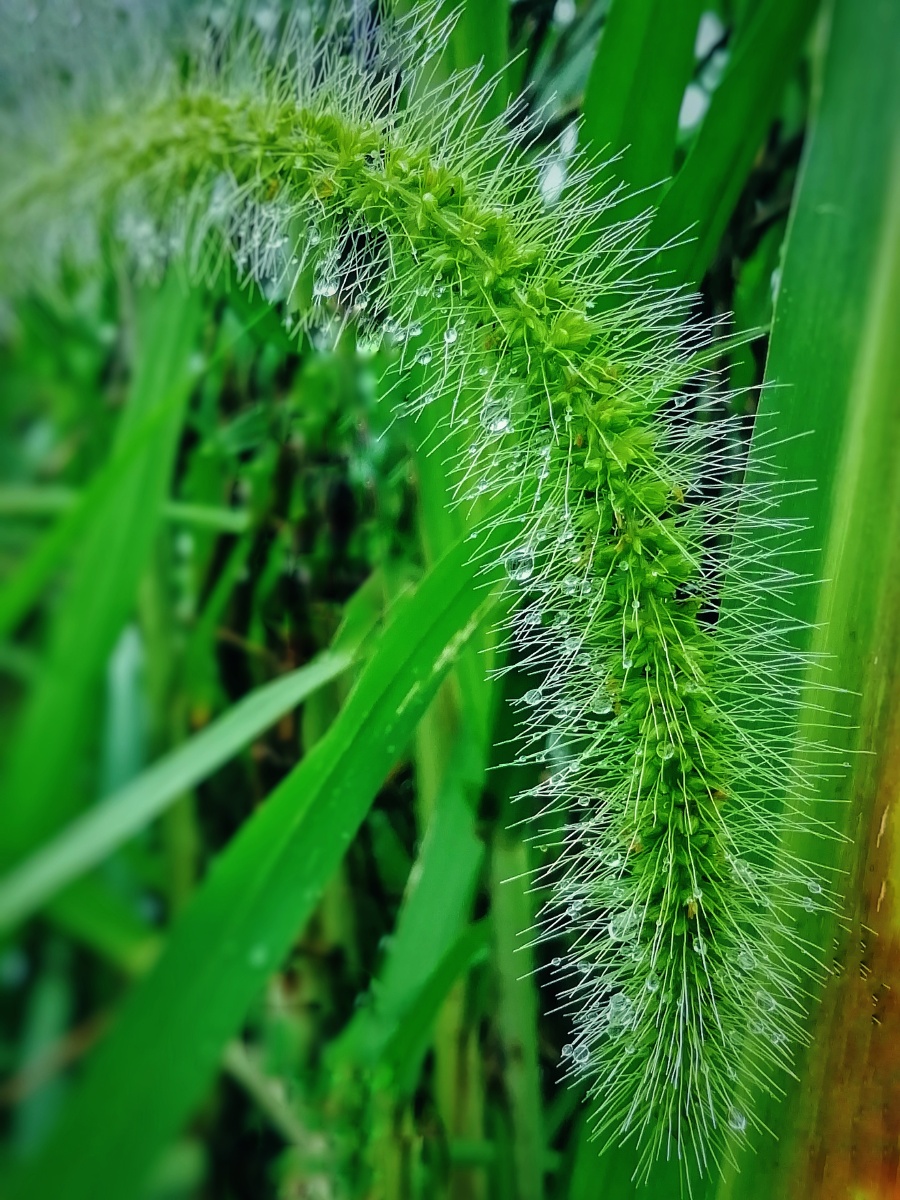 雨后的狗尾巴草
