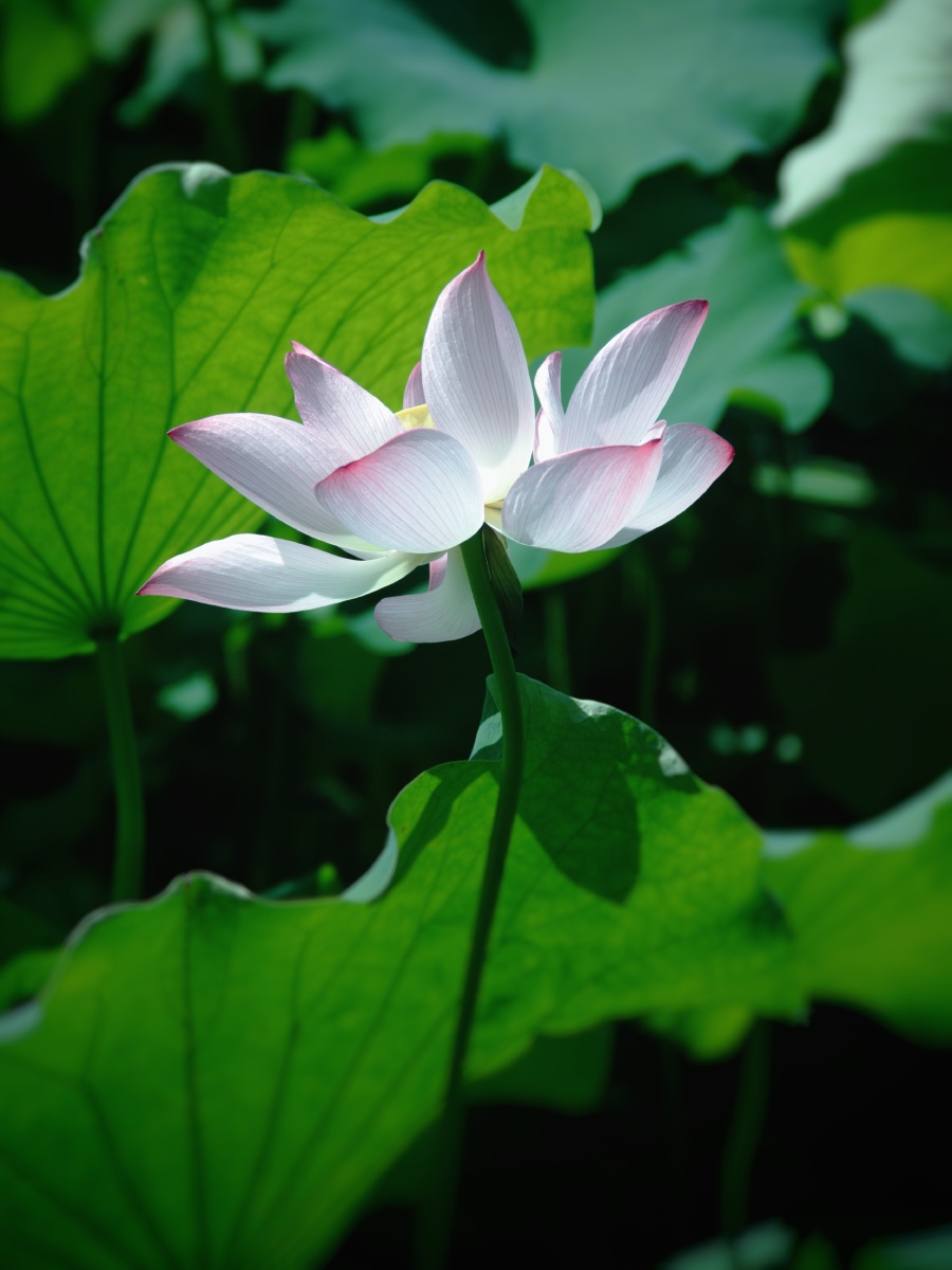 夏日清荷之二冷艳与高傲