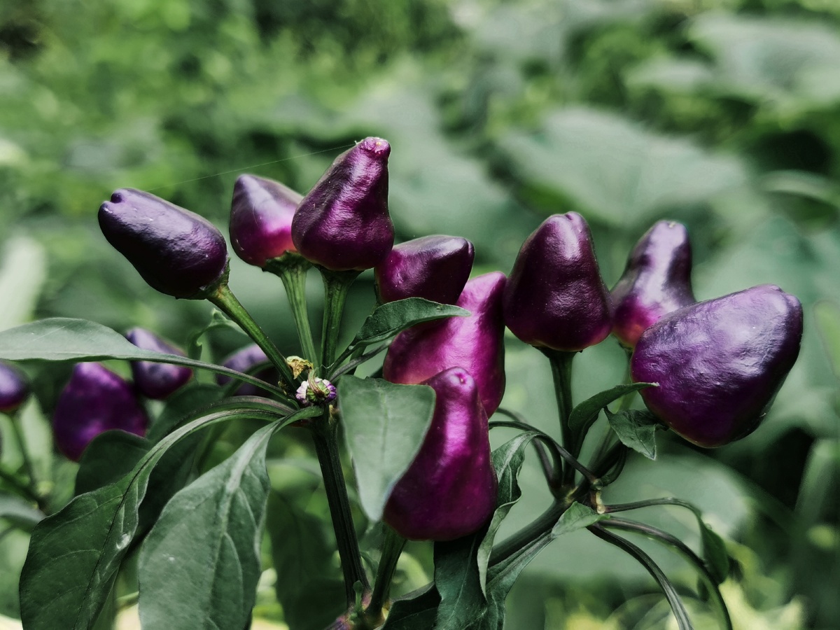 早安变种朝天椒阿伯讲冬天也会结果的宜观赏