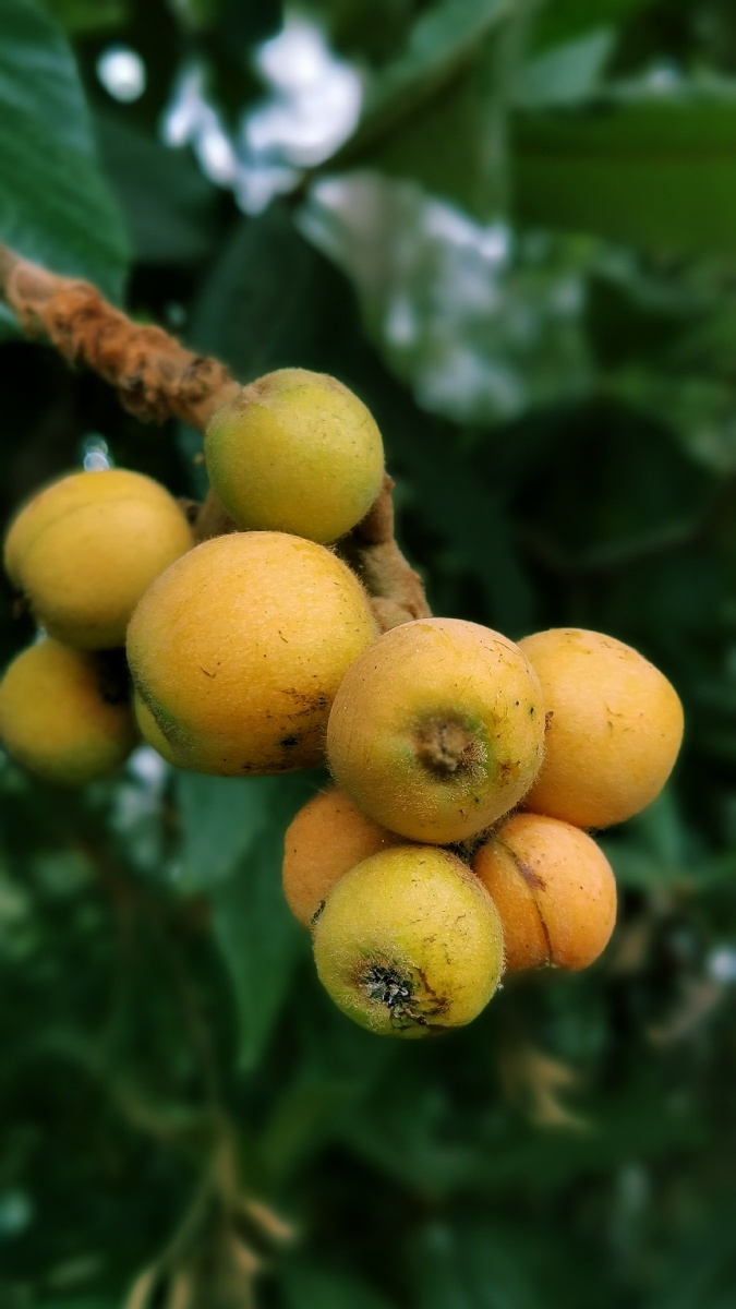 纯天然无公害枇杷不能以貌取果它真的好甜