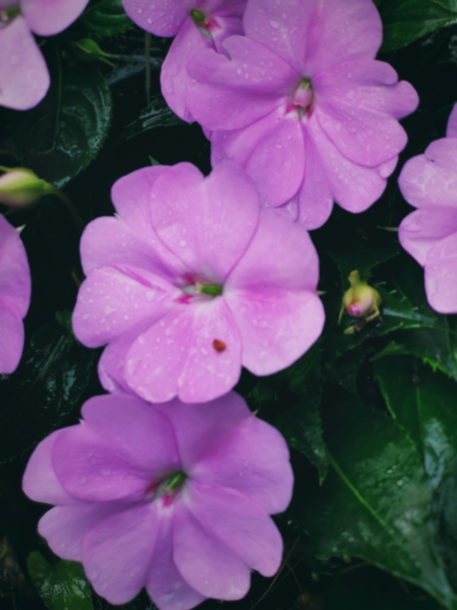 凤仙花有的艳丽有的淡雅