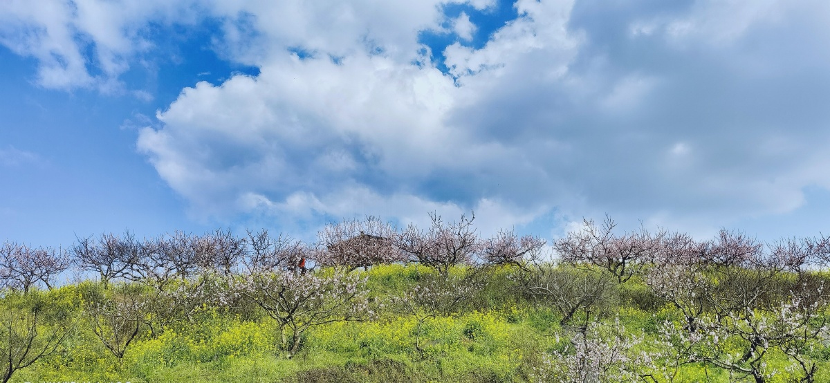 阳光61桃花暖风61春天