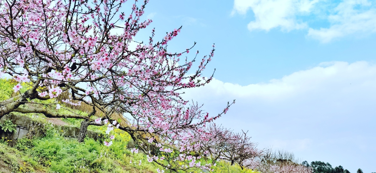 阳光61桃花暖风61春天