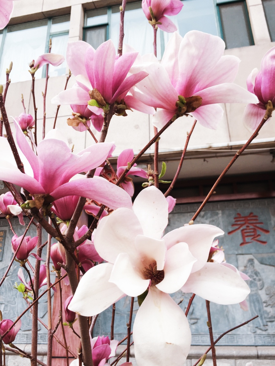 明睦石玉兰霓裳片片晚妆新束素亭亭玉殿春已向丹霞生浅晕故将清露作芳