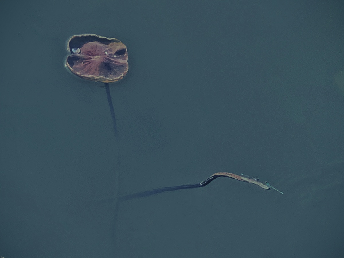 荷塘月色,蜻蜓点水.意境中代表着安静的味道