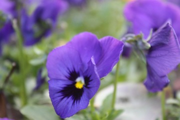 这是什么花？