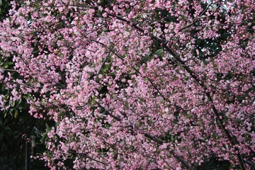 满眼桃花