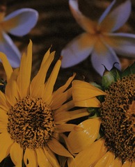 5D97E295-66F9-405C-A70F-E892C0AC4944/L0/001