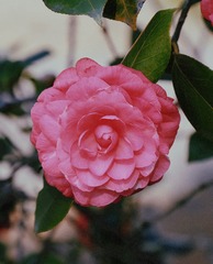 A0E6DD2E-C266-4A3C-9227-23286BD6FB8F/L0/001
