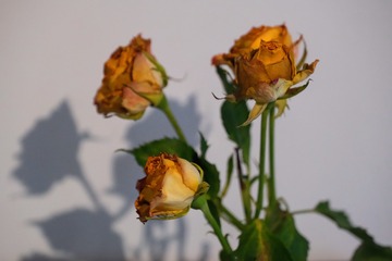 33806896-CCDE-4672-9172-60BB58282ED2/L0/001
