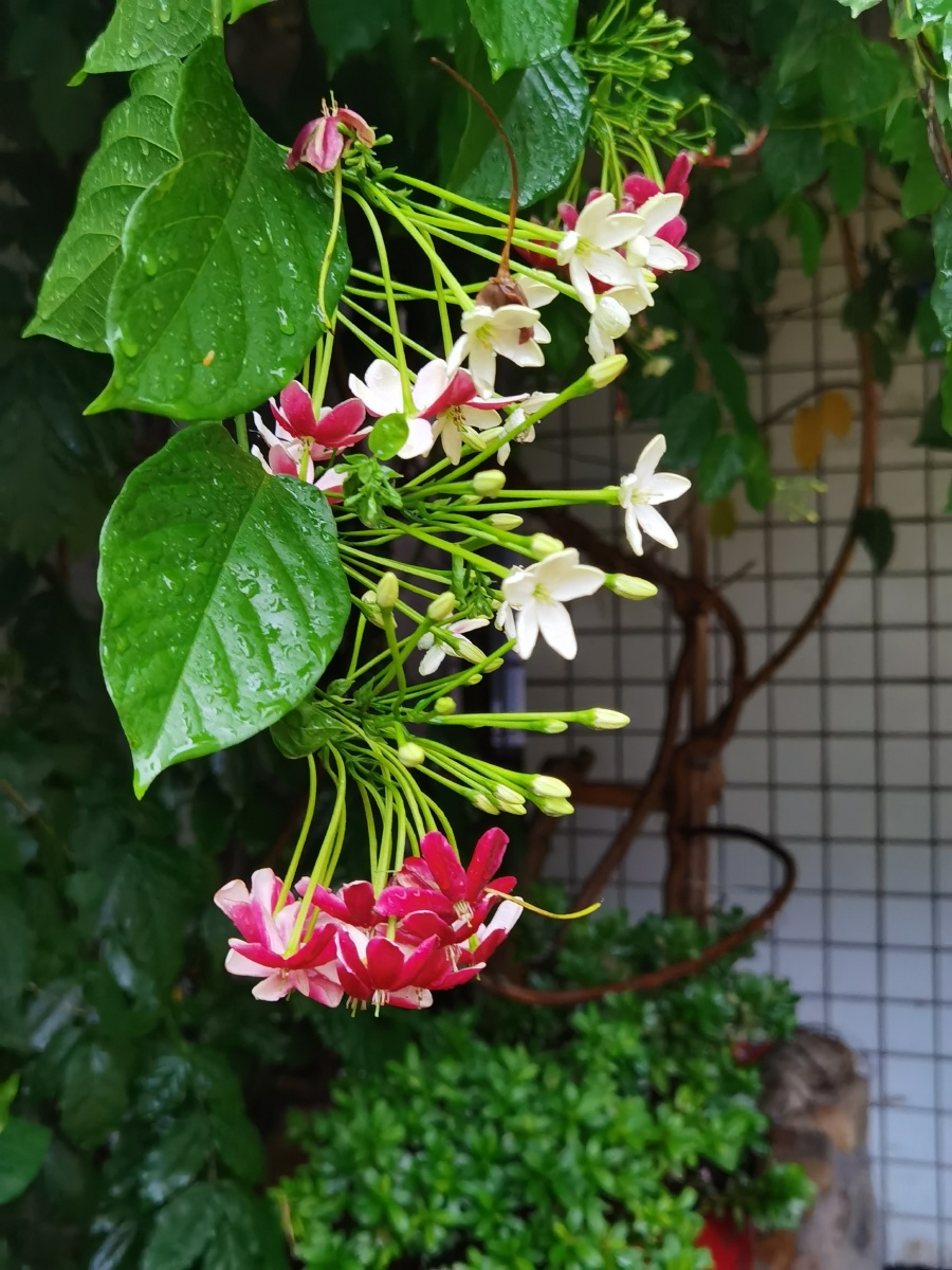 家门口的使君子