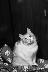 L1000237-