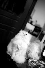 L1000265-