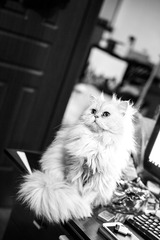 L1000267-
