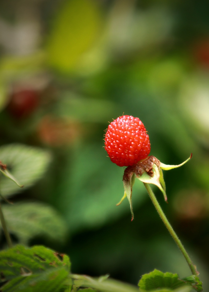 空心泡别名蔷薇莓野草莓