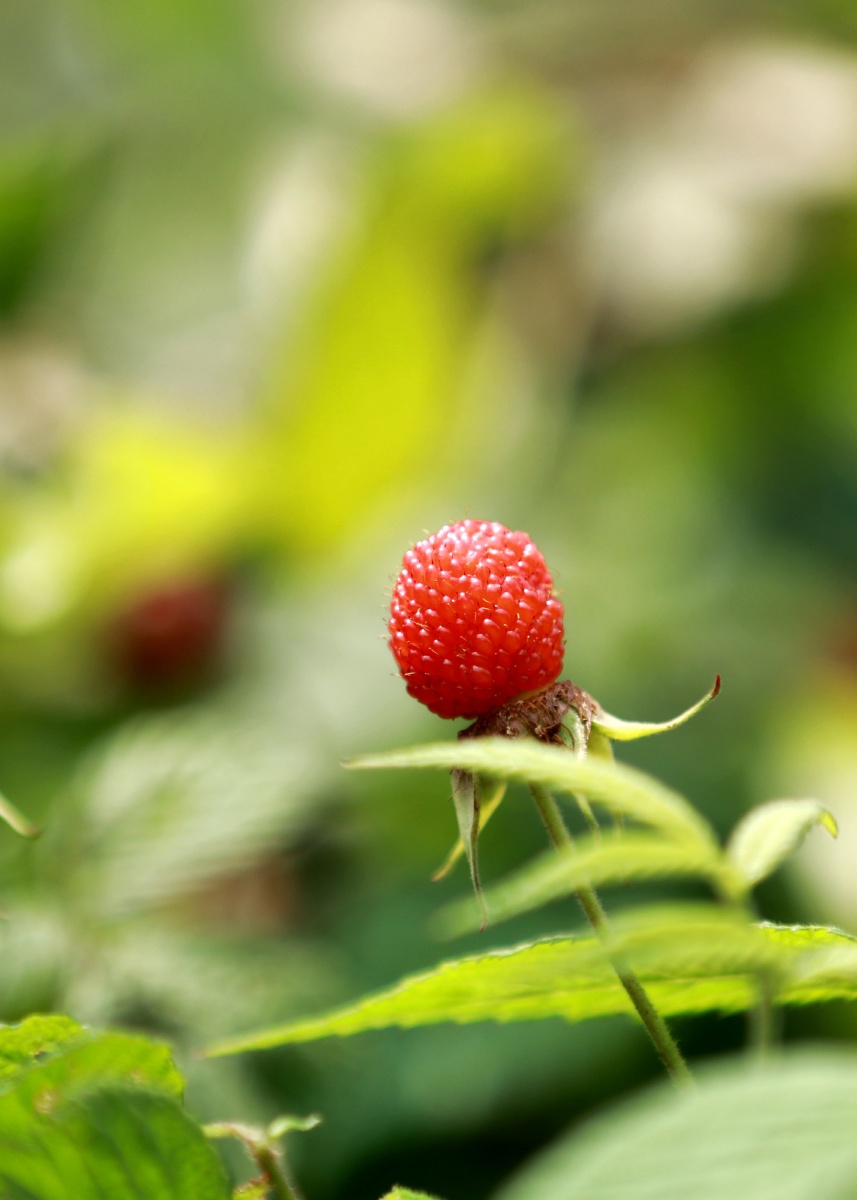 空心泡别名蔷薇莓野草莓