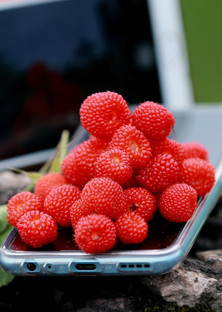 空心泡别名蔷薇莓野草莓