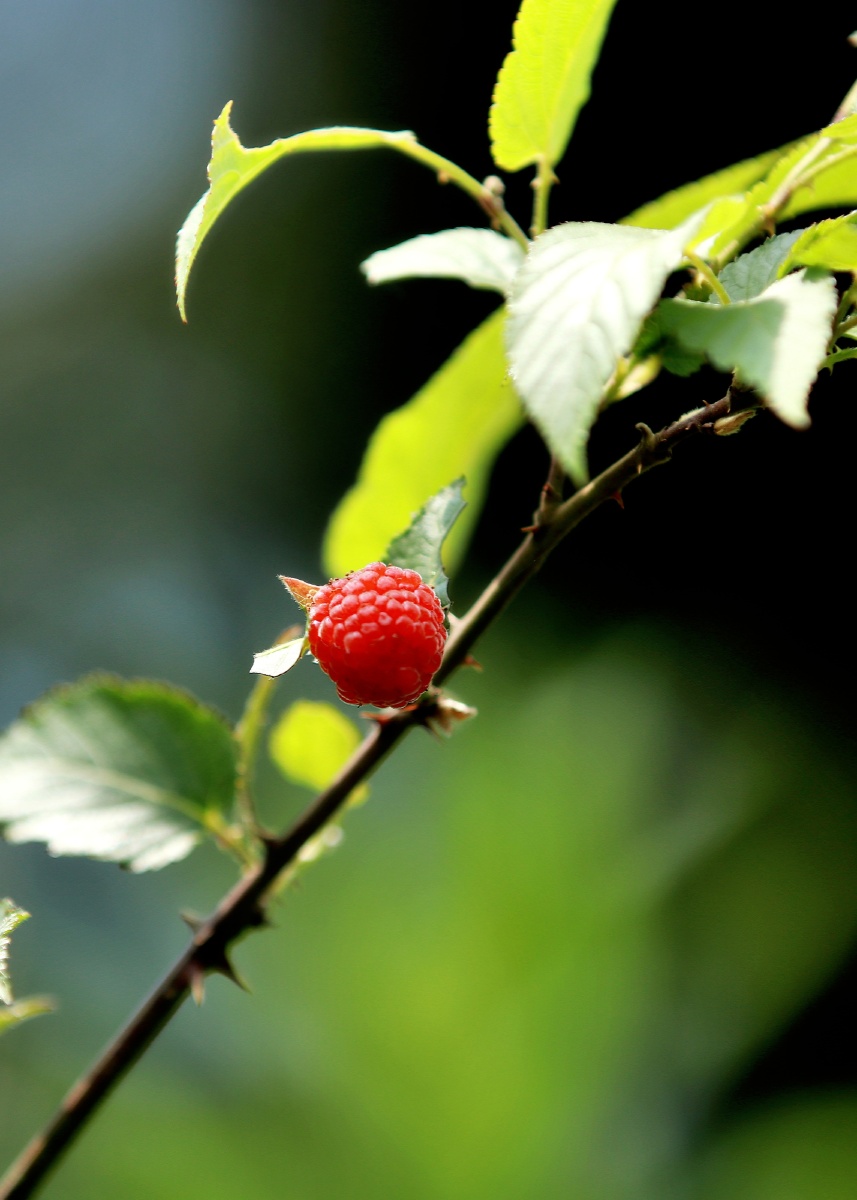 空心泡别名蔷薇莓野草莓