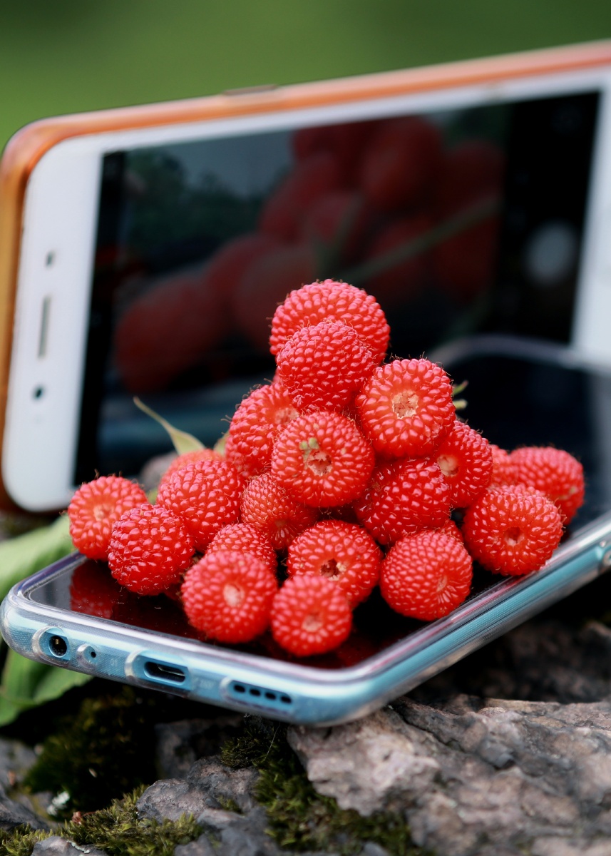 空心泡别名蔷薇莓野草莓