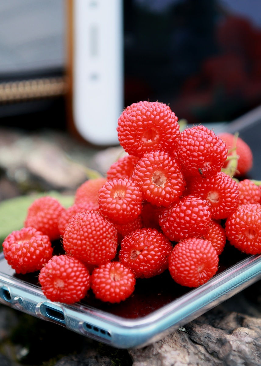 空心泡别名蔷薇莓野草莓