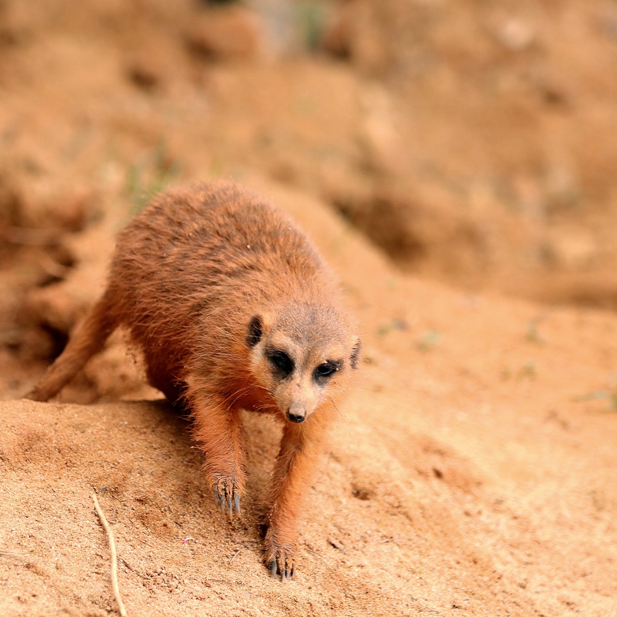 猫鼬别名狐獴灰爪狸细尾獴