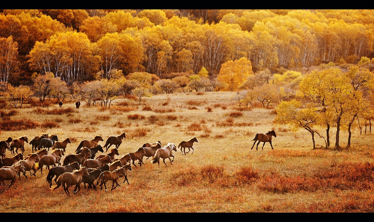 偶遇一群马在坝上