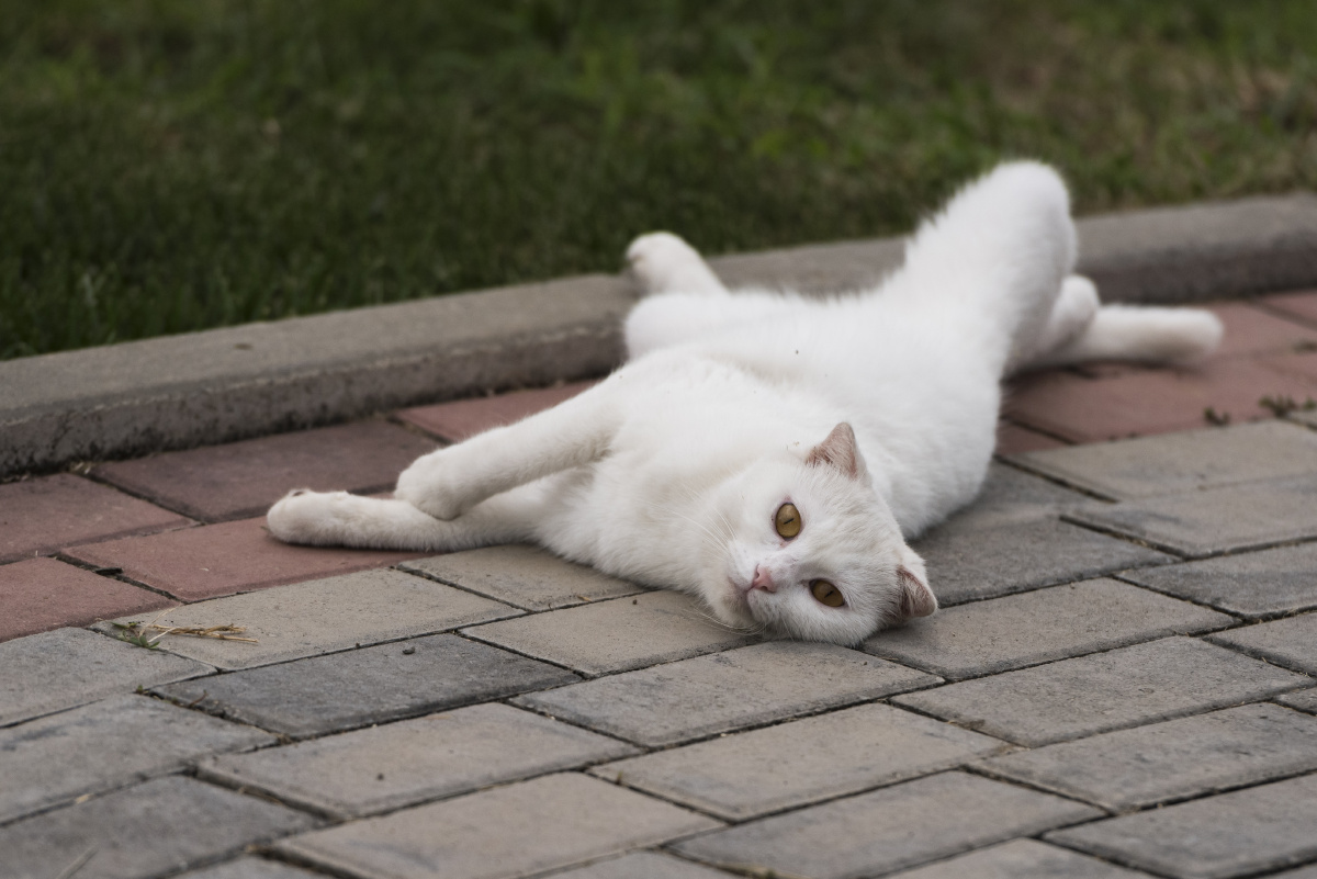 四仰八叉地躺着,不能更舒服了