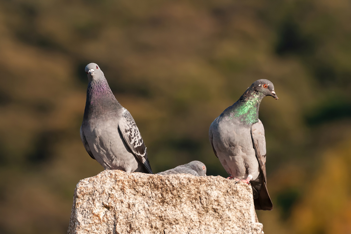 鸽子- 北京老张202003 - 图虫