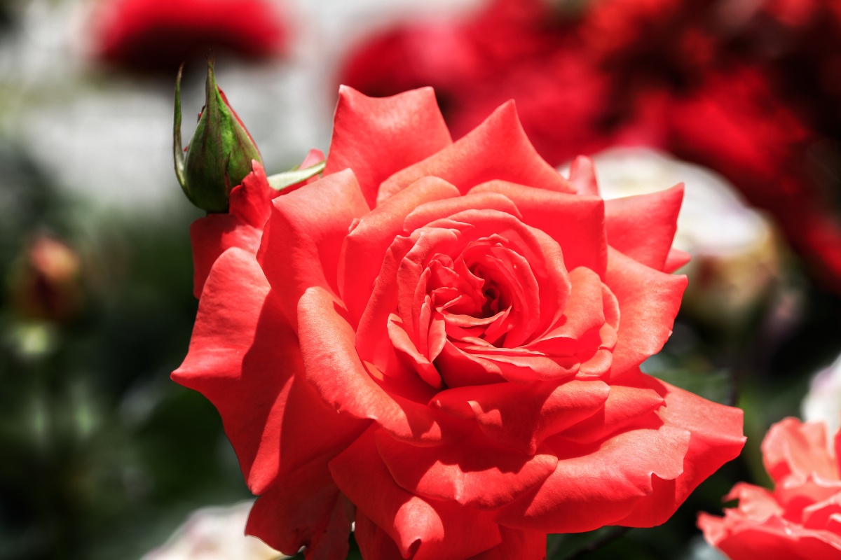 西宁北山公园月季花开出了鲜艳的花朵红的粉的让人目不暇接