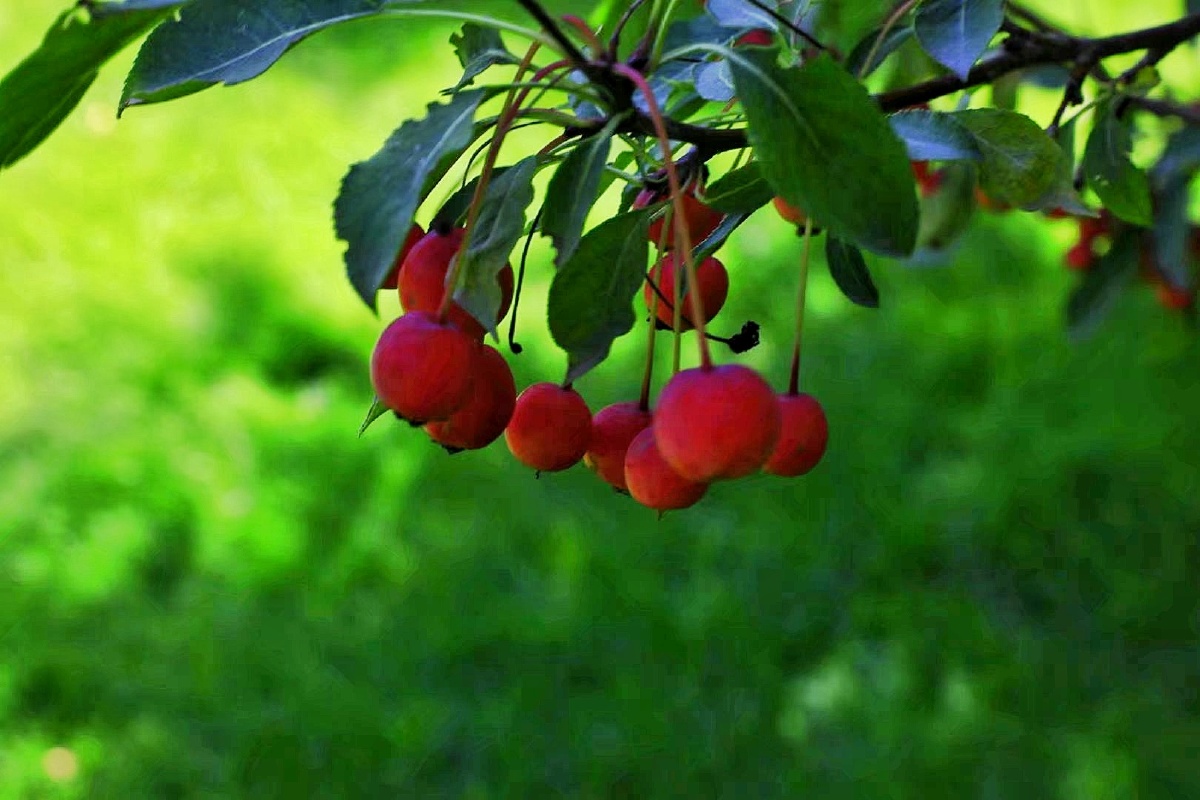 西宁海棠公园海棠果熟了秋天这里的海棠果子熟了红彤彤的脸蛋上露出