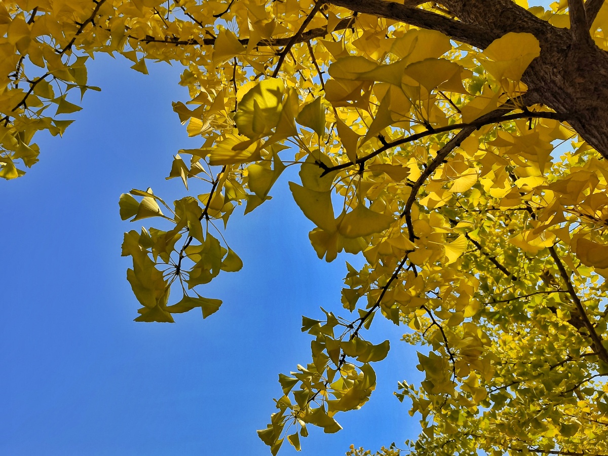 秋天的美景富有诗情画意天空一片蔚蓝秋天的天空真美啊秋天像一个穿着
