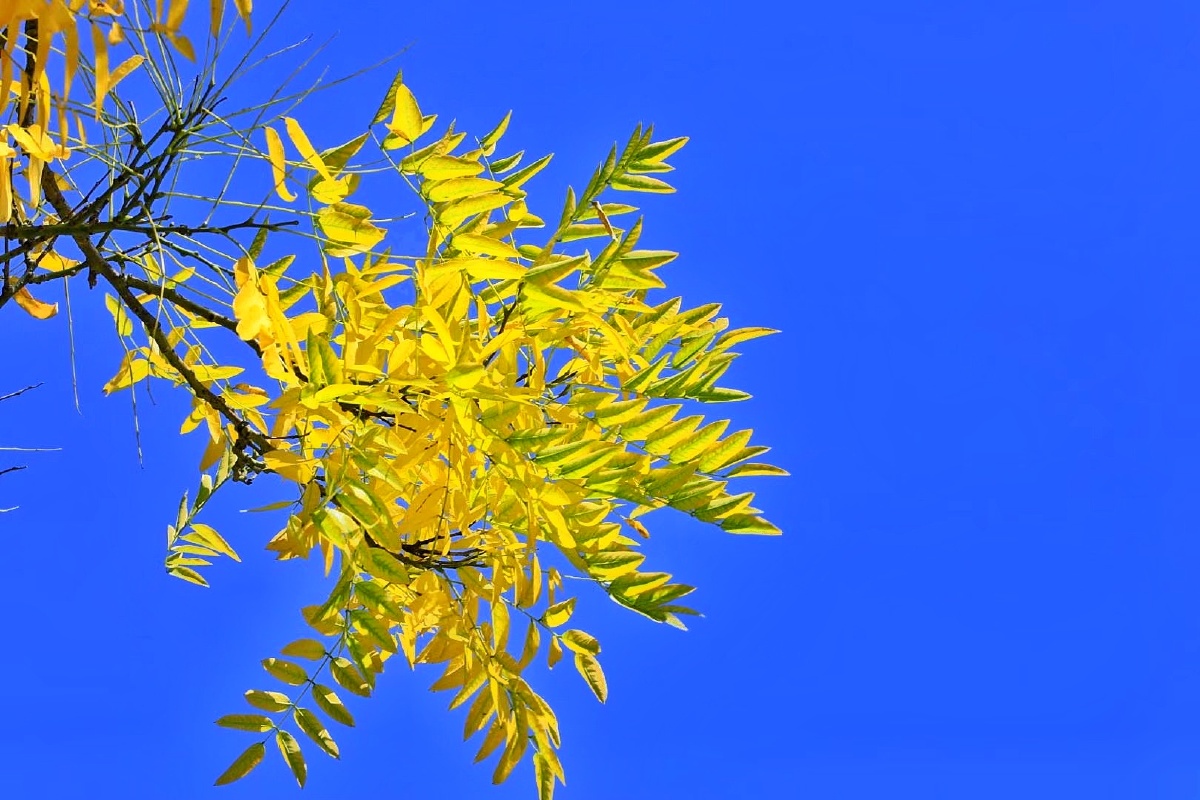 西宁的金秋阳光温馨恬静西宁的金秋微风暖和轻柔西宁的金秋蓝天湛蓝