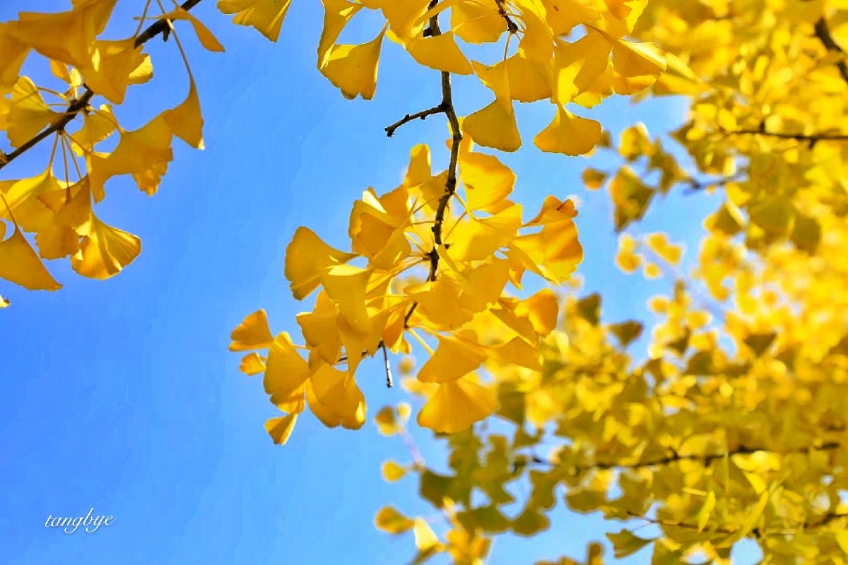 西宁人民公园的秋天葱绿的银杏叶开始泛黄尤其是到了寒露霜降季节银杏