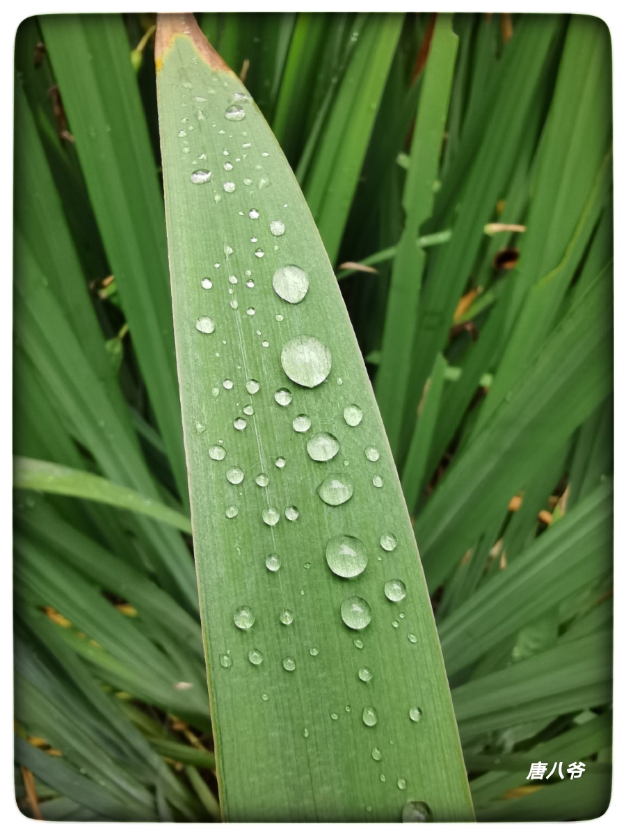 春风雨露像春天的和风和雨滴露水那样滋润着万物的生长