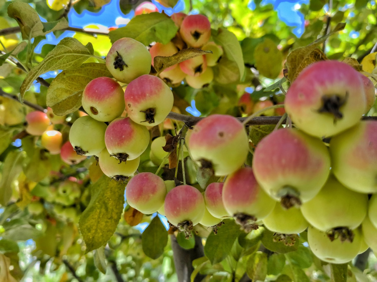 金秋十月瓜果飘香的金秋却更富有灿烂绚丽的色彩