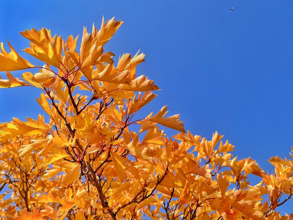 秋高气爽秋色迷人秋是静美的在这个季节可以静下心来品味生活的每一段