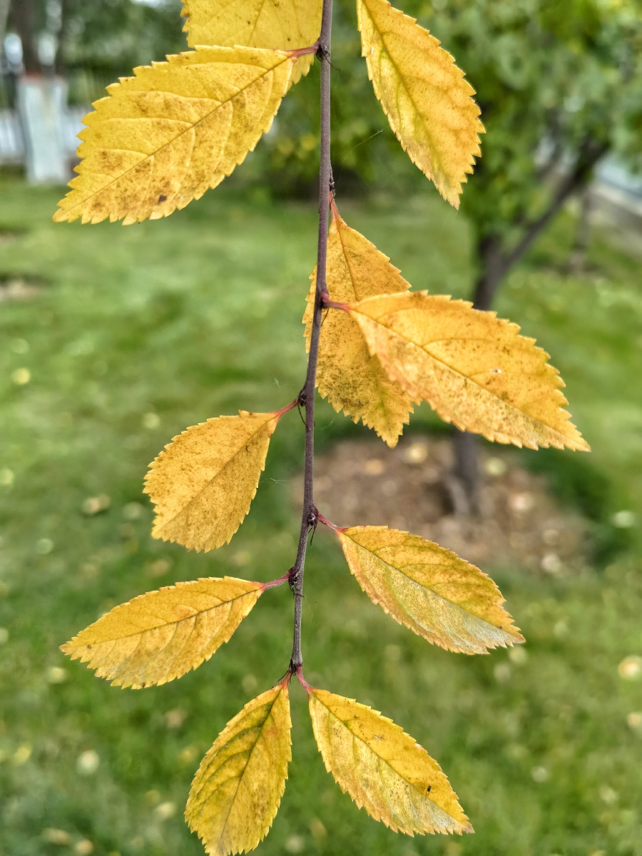 金秋十月西宁人民公园银杏开始了一年中最华丽的篇章金灿灿的银杏树叶