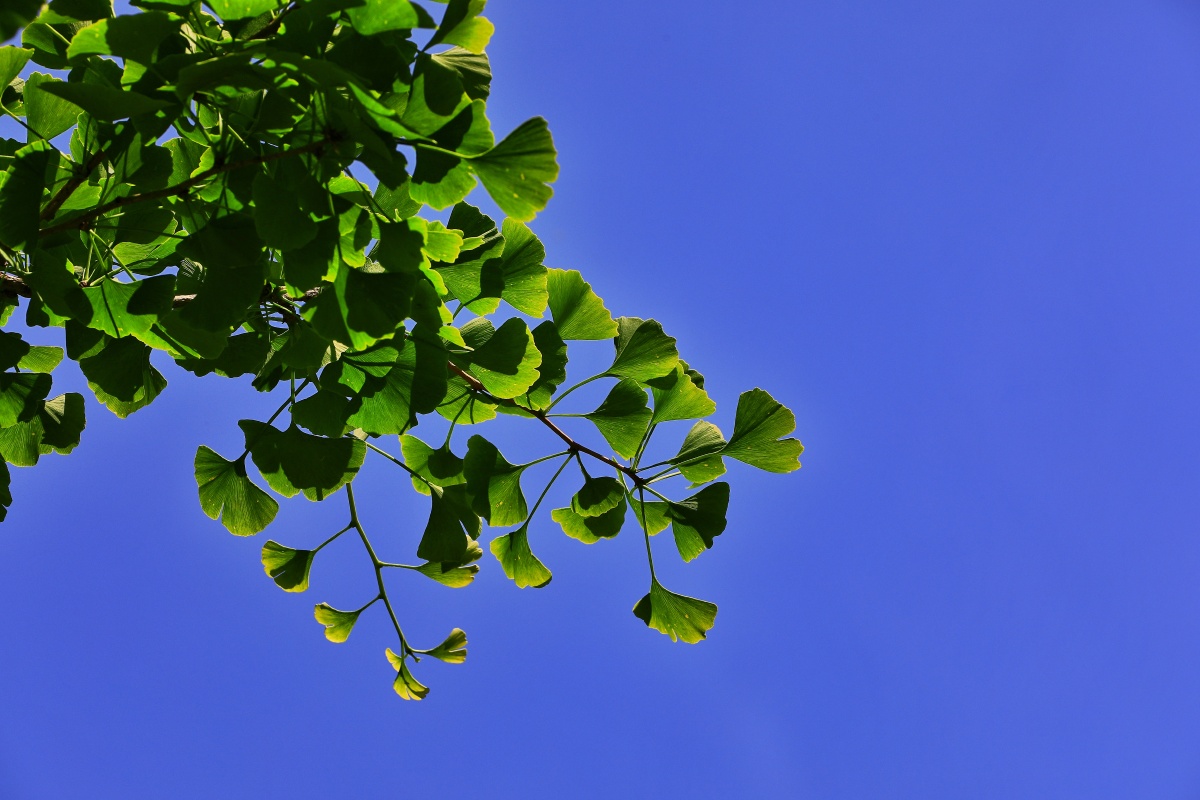 七月的西宁瓦蓝的天空清新的空气迎来最纯粹的阳光我们迎来了盛夏最美
